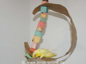 Der Katharinasittich hat das Schaukel-Spielzeug 'zum Fressen gern' - Vogelhalter müssen damit leben, dass Spielzeuge von den Vögeln gern zernagt werden.