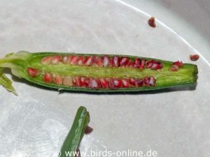 Aufgeschnittene Nachtkerzen-Samenkapsel mit halb reifen Samen.