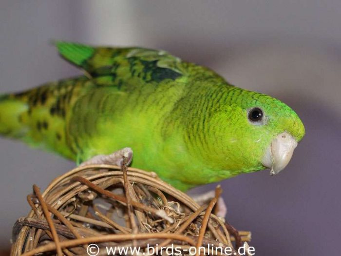 Kleine Vogelarten können auf kleinen Weidenkugeln herumklettern und sie schreddern.