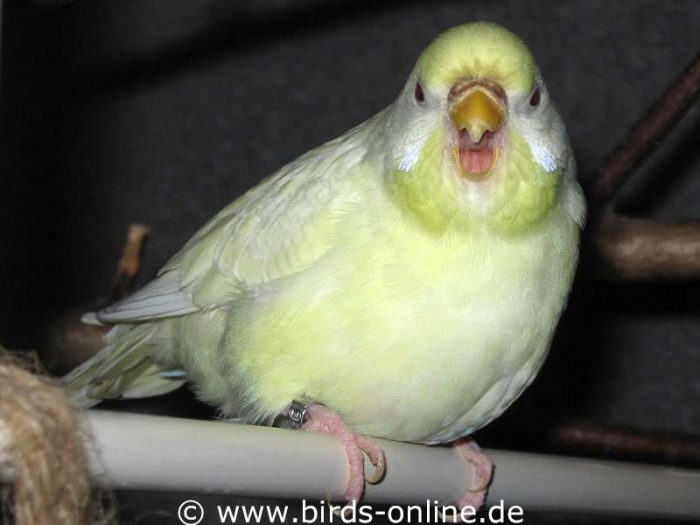 Wenn Fralie an einem ihrer Lieblingsplätze saß, zeigte sie klar an: Hier darfst Du nicht hin!