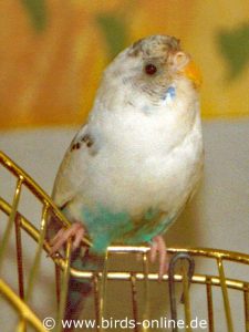 Ende März 2003: Wenige Minuten nach ihrem Einzug ins Vogelzimmer schaut sich Himalia vorsichtig um. Ihre Gleichgewichtsstörungen sind fast verschwunden, das Ekzem ist jedoch noch immer nicht abgeheilt.