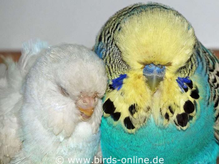 Als Romy schwer von ihrer Tumorerkrankung gezeichnet war, wich Lucifer ihr nicht von der Seite