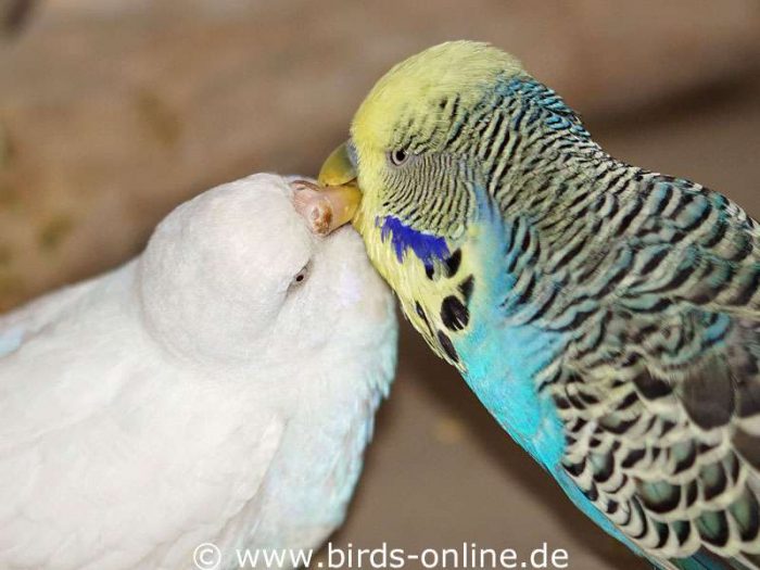 Lucifer (rechts) fütterte seine Partnerin Romy sehr oft