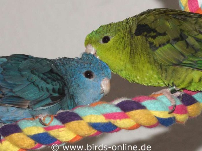 Zarte Bande knüpfte Patricio (rechts) mit Carmen – leider starb er einige Tage später