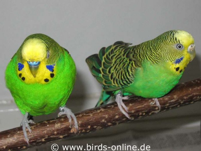 Vivian (rechts) mit ihrem Partner Charly