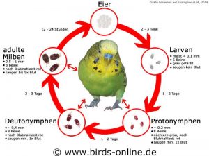 Schematische Darstellung des Entwicklungszyklus' der Roten Vogelmilbe nach Sparagano et al., 2014.