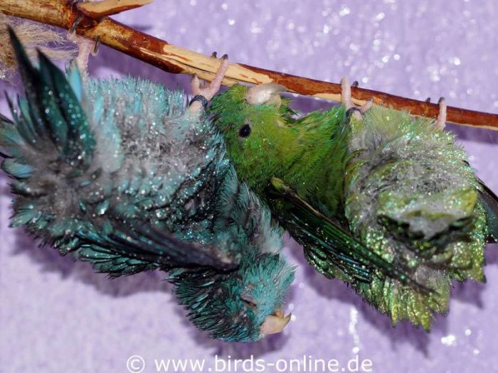 Isabel liebte es, ausgiebig zu duschen – und das am liebsten gemeinsam mit ihren Partner Paco (links)