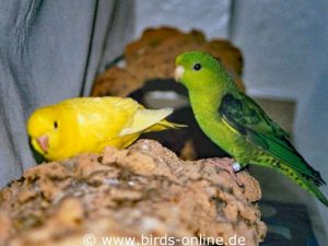 Merlin (rechts) und seine blinde Gefährtin Nimue kurz nach ihrem Einzug in mein Vogelzimmer.