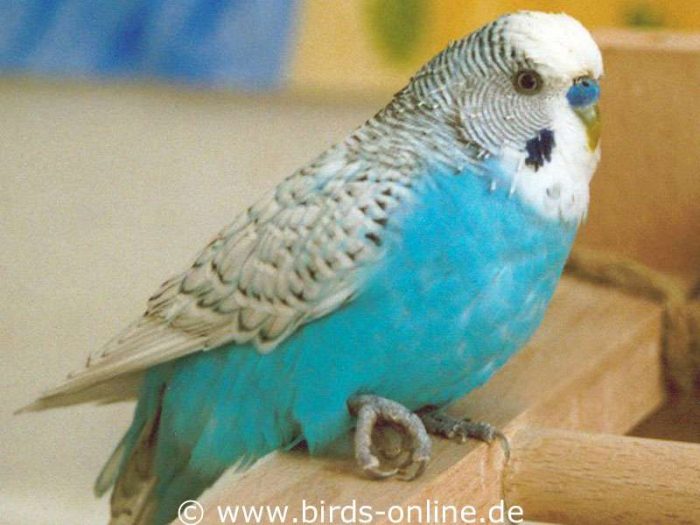 Orion † Birds Online