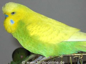 Hellflügel-Spangle hellgrün, Männchen.
