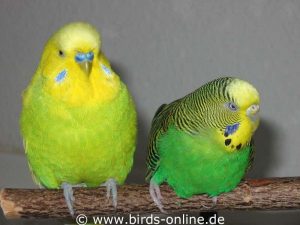 Die alte und gebrechliche Vogeldame Vivian (links) war einige Zeit Orpheus' Partnerin.