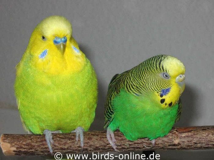 Die alte und gebrechliche Vogeldame Vivian (links) war einige Zeit Orpheus' Partnerin