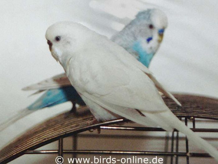 Paula (vorn) war Orions zweite Partnerin