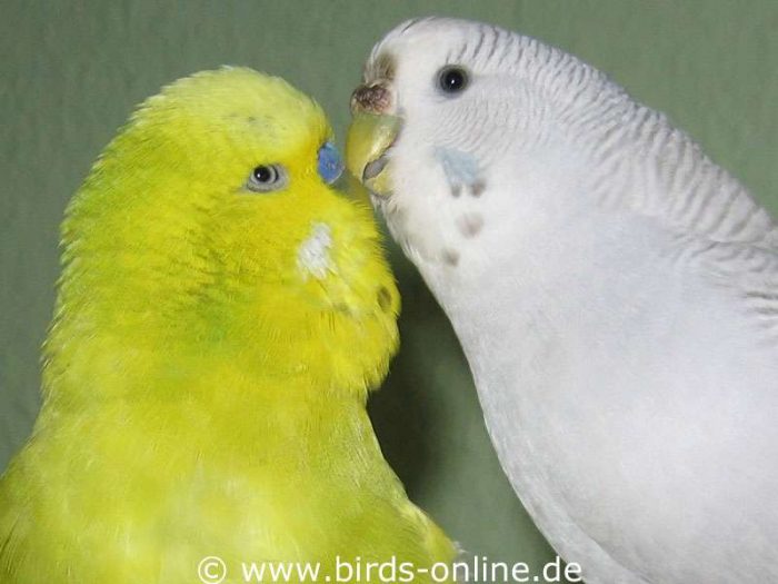 Mit seiner Gefährtin Rohanna (rechts) schmuste Pollux sehr häufig