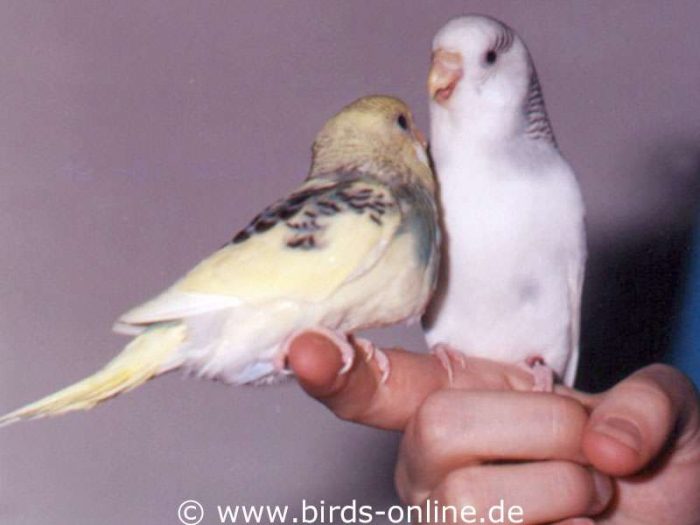 Rhea füttert ihre jüngste Tochter Vesta