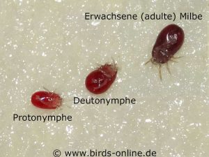 Verschiedene Entwicklungsstadien: Protonymphe, Deutonymphe und erwachsene (adulte) Rote Vogelmilbe jeweils von unten betrachtet und nach einer Blutmahlzeit.