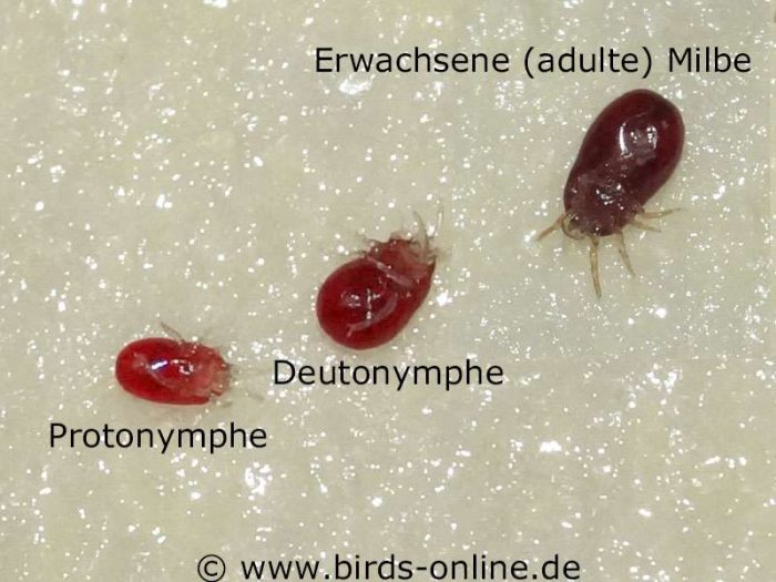 Verschiedene Entwicklungsstadien: Protonymphe, Deutonymphe und erwachsene (adulte) Rote Vogelmilbe jeweils von unten betrachtet.