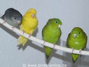 Mitten drin, und das ganz entspannt: Patricio (Mitte) zwischen Smoky (ganz links), Marisol (gelber Vogel links) und Juan (grüner Vogel rechts).