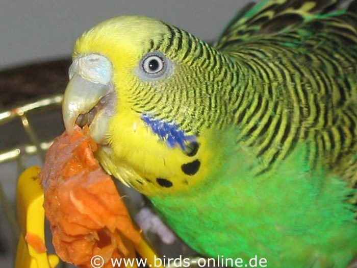 Gab es Karotten, wurde Vivian zur Genießerin.´´