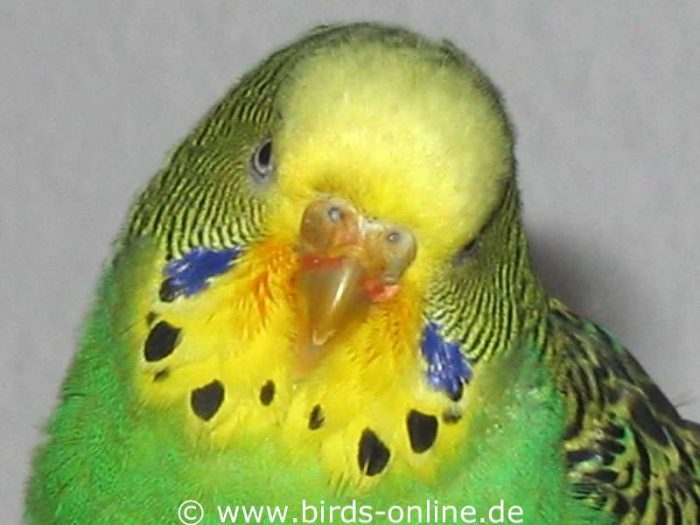 Nach der Karottenmahlzeit hatte Vivian immer verfärbte Federn im Gesicht