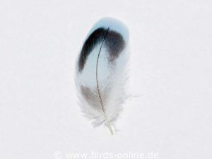 Kleine Feder mit Wellenzeichnung eines Opalin-Wellensittichs; sie stammt vom oberen Flügel.