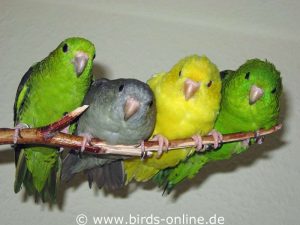 Es dauerte eine ganze Weile, bis die anderen Vögel die gelbe Marisol akzeptierten, denn sie war anfangs zu aufdringlich.