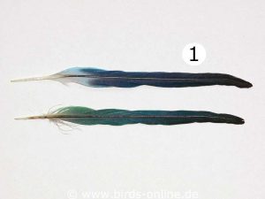 Zwei Beispiele für lange Schwanzfedern von Wellensittichen.