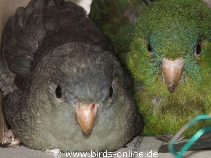 Gemeinsam mit Isabel (rechts) liegt Smoky an einem seiner Lieblingsplätze