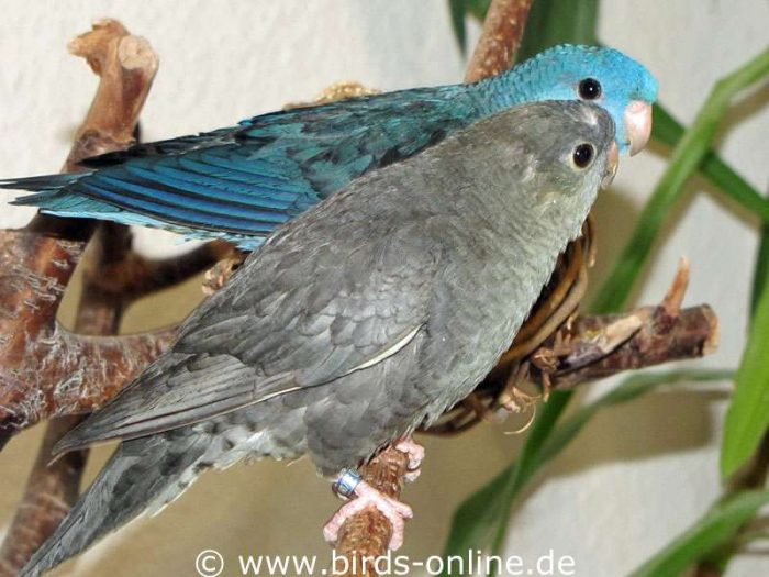 Mit seinem blauen Kumpel Paco erkundet Smoky den Kletterbaum