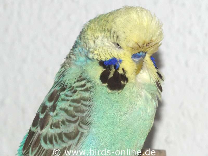 Farbreihen Birds Online
