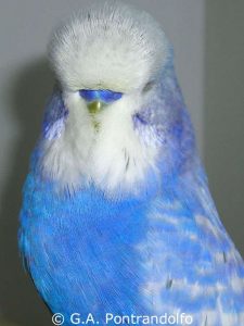 Einfaktoriger Opalin-Spangle dunkelblau, Männchen.