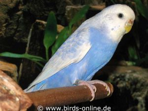 Einfaktoriger Opalin-Spangle dunkelblau, Weibchen.