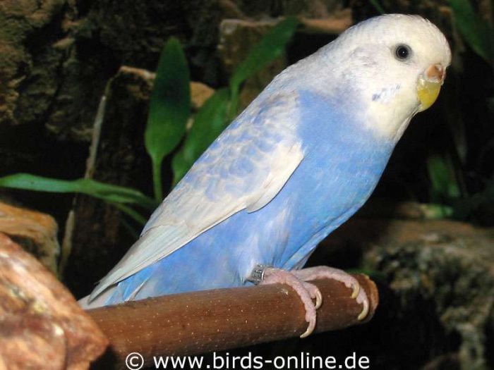Einfaktoriger Opalin-Spangle dunkelblau, Weibchen