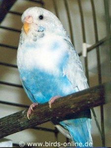 Opalin Rezessiver Schecke Grauflügel dunkelblau, Weibchen.