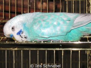 Einfaktoriger Opalin-Spangle hellblau, Männchen.