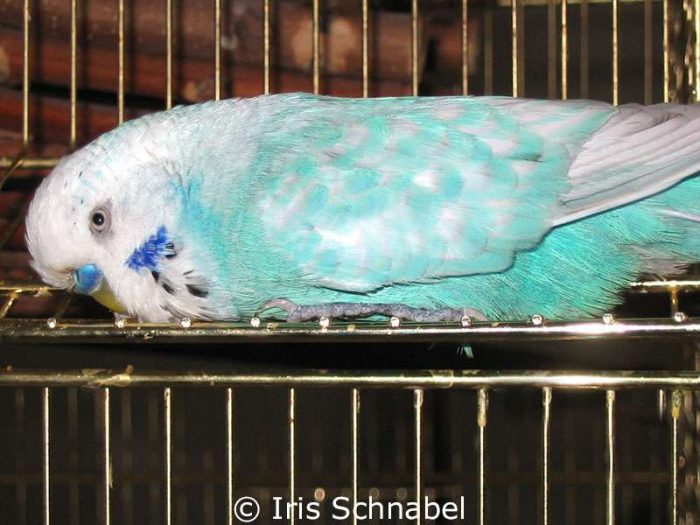 Einfaktoriger Opalin-Spangle hellblau, Männchen