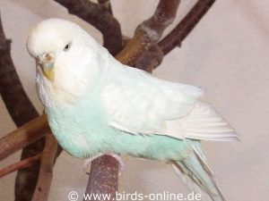 Einfaktoriger Opalin-Spangle Hellflügel hellblau, Weibchen.