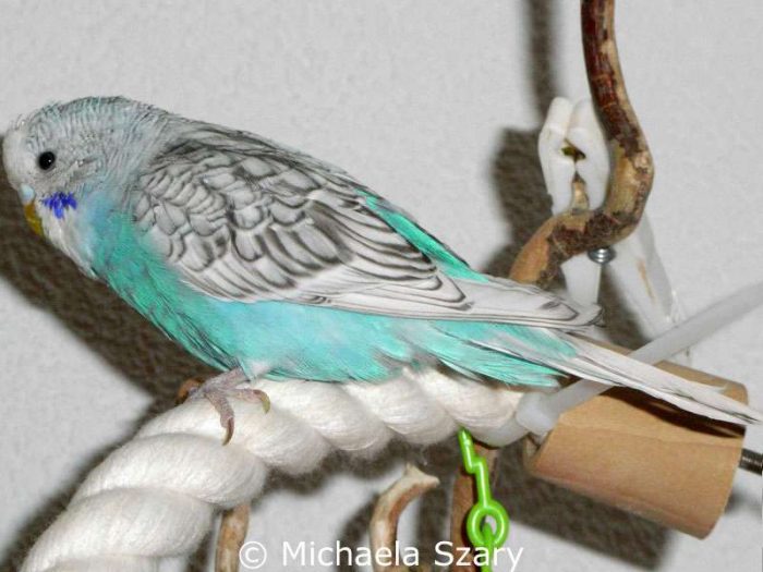 Einfaktoriger Spangle hellblau, Weibchen