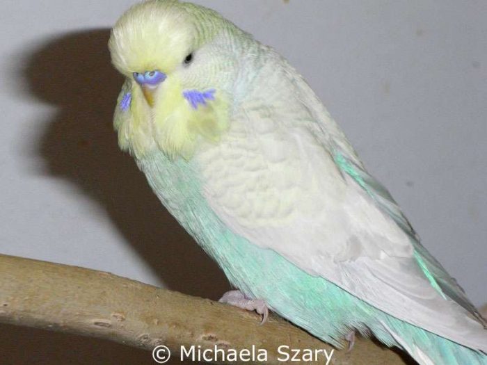 Normal Hellflügel Zimter Europäisches Gelbgesicht 1 (EEG 1) hellblau, Männchen