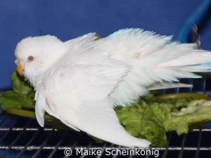 Albino, Weibchen.