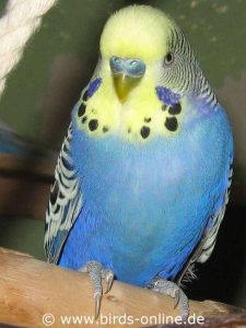 Europäisches Gelbgesicht 1 (EGG 1) dunkelblau, Männchen.
