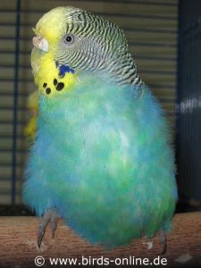 Australisches Gelbgesicht einfaktorig (AGG 1F) hellblau, Weibchen.