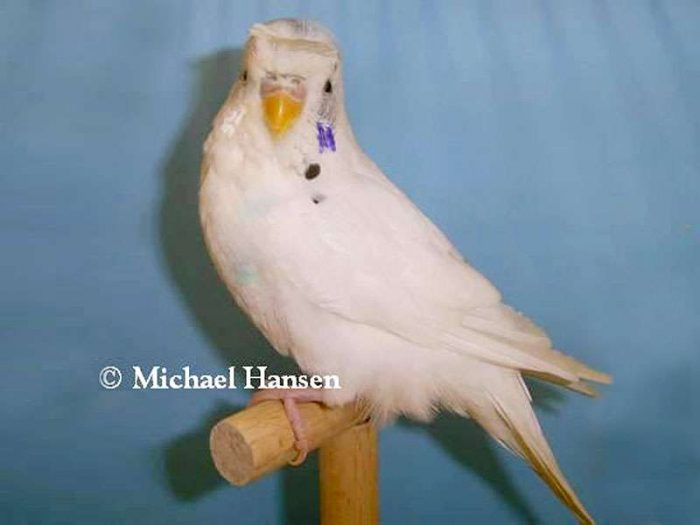 Wellensittich-Männchen mit Halbrundhaube