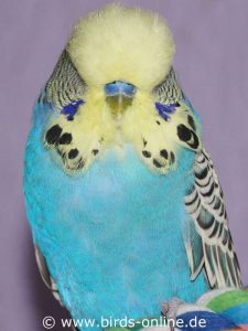 Normal Europäisches Gelbgesicht 1 (EGG 1) hellblau, Männchen.