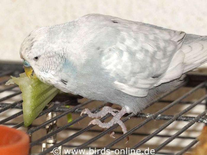 Blaue Wachshaut und weißer Irisring – dieser graue Vogel ist ein erwachsener, männlicher einfaktoriger Opalin-Spangle