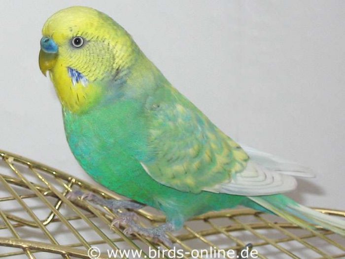 Blaue Wachshaut und weißer Irisring – dies ist ein erwachsener, männlicher einfaktoriger Opalin-Spangle