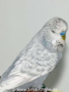 Einfaktoriger Opalin-Spangle grau, Männchen.