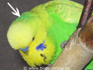 Grüner Opalin-Fleck am Hinterkopf eines Vogels aus der Grünreihe.