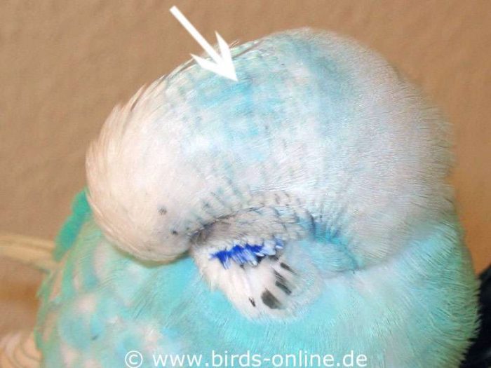 Blauer Opalin-Fleck am Hinterkopf eines Vogels aus der Blaureihe