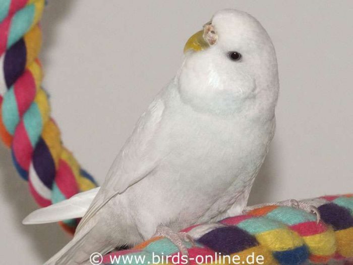 Doppelfaktoriger Spangle blau, Weibchen